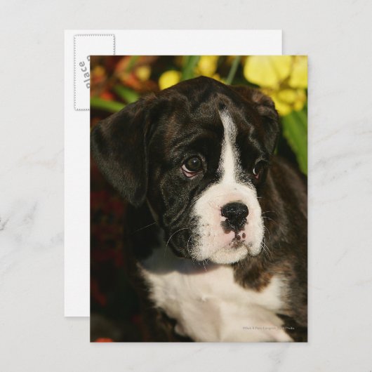 Puppies Briefkaart (Voorkant / Achterkant)