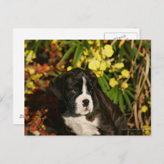 Puppies Briefkaart (Voorkant / Achterkant)