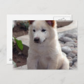 Puppies Briefkaart (Voorkant / Achterkant)