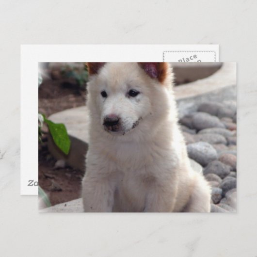 Puppies Briefkaart (Voorkant / Achterkant)