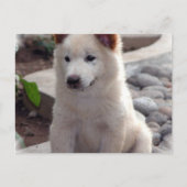 Puppies Briefkaart (Voorkant)