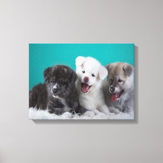 Puppies Canvas Afdruk (Voorkant)