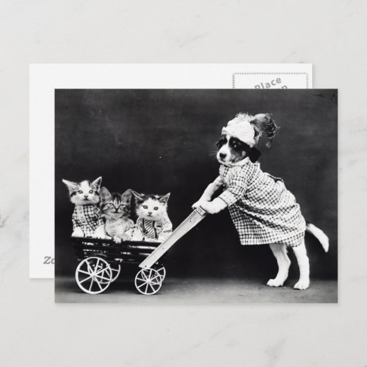  Puppies en Briefkaart Kittens (Voorkant / Achterkant)