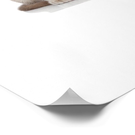 Puppies en Kittens - Poster - srf (Hoek)