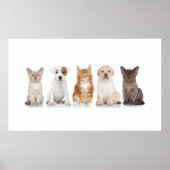 Puppies en Kittens - Poster - srf (Voorkant)