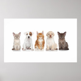 Puppies en Kittens - Poster - srf
