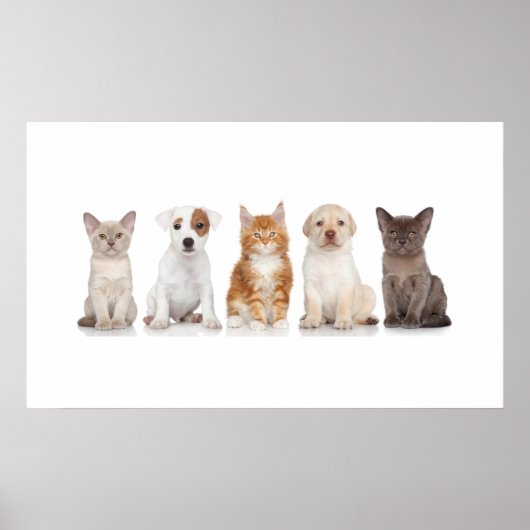 Puppies en Kittens - Poster - srf (Voorkant)