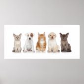 Puppies en Kittens - Poster - srf (Voorkant)