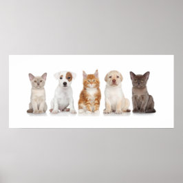 Puppies en Kittens - Poster - srf