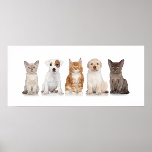 Puppies en Kittens - Poster - srf (Voorkant)
