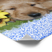 PUPPIES EN STROMEN - GOLDEN RETRIEVER POSTER (Hoek)