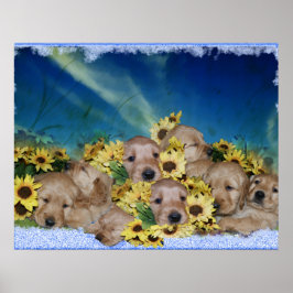 PUPPIES EN STROMEN - GOLDEN RETRIEVER POSTER