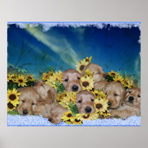 PUPPIES EN STROMEN - GOLDEN RETRIEVER POSTER