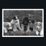 Puppies in Alaska 1921 Poster<br><div class="desc">Een klassieke foto van de documentaire van de Alaskan van Frank G. Carpenter. Deze herdenkingsgedrukte poster is voorzien van een Uitzicht schattige puppies die in 1921 in Alaska een paar dagen zullen trekken.</div>