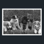 Puppies in Alaska 1921 Poster<br><div class="desc">Een klassieke foto van de documentaire van de Alaskan van Frank G. Carpenter. Deze herdenkingsgedrukte poster is voorzien van een Uitzicht schattige puppies die in 1921 in Alaska een paar dagen zullen trekken.</div>