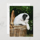 Puppies in mandje briefkaart (Voorkant / Achterkant)
