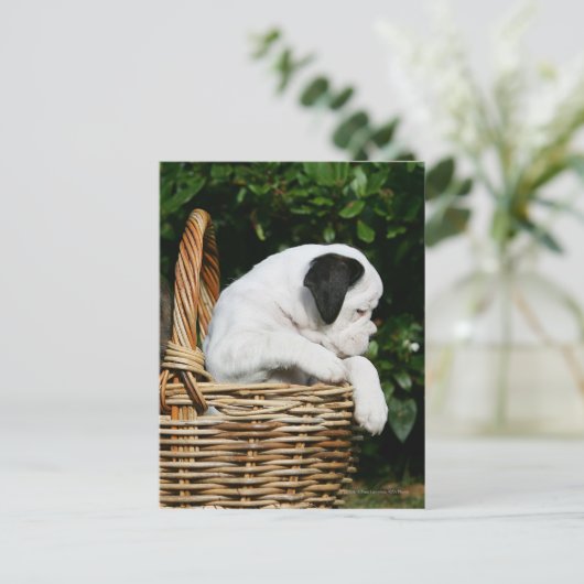 Puppies in mandje briefkaart (Staand voorkant)