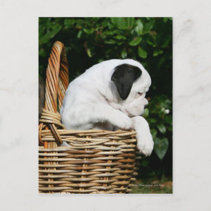 Puppies in mandje briefkaart