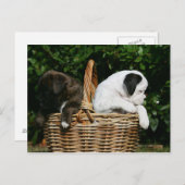 Puppies in mandje briefkaart (Voorkant / Achterkant)