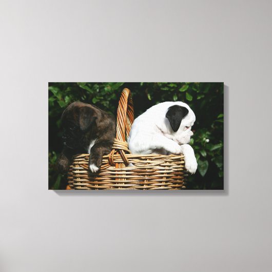 Puppies in mandje canvas afdruk (Voorkant)