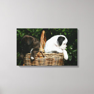 Puppies in mandje canvas afdruk