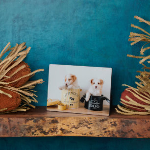 Puppies Kunstschildkliek Fotoplaat