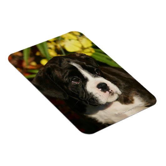 Puppies Magneet (Rechterzijde)