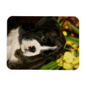 Puppies Magneet (Horizontaal)