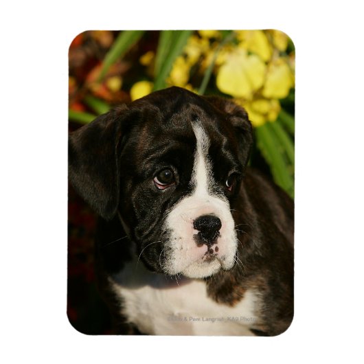 Puppies Magneet (Verticaal)