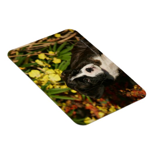 Puppies Magneet (Rechterzijde)