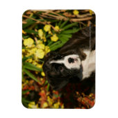 Puppies Magneet (Verticaal)