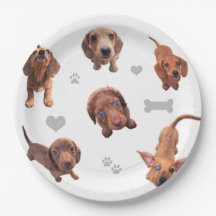 Puppies met de rode chocolade dachshund-appel