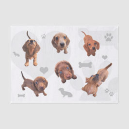 Puppies met de rode chocolade dachshund-appel tissuepapier