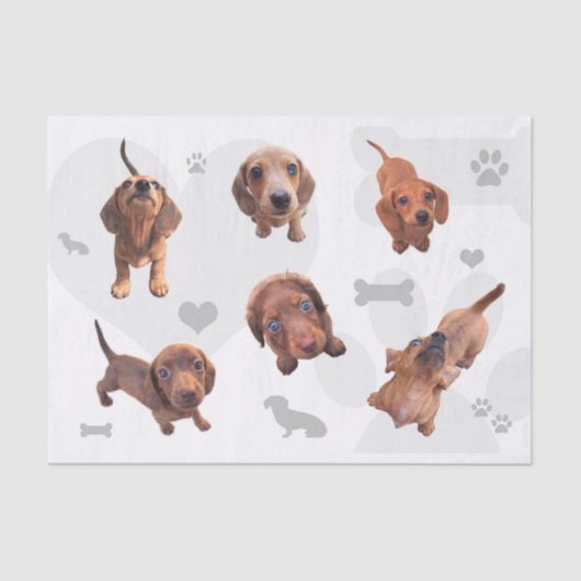 Puppies met de rode chocolade dachshund-appel tissuepapier (Voorkant)
