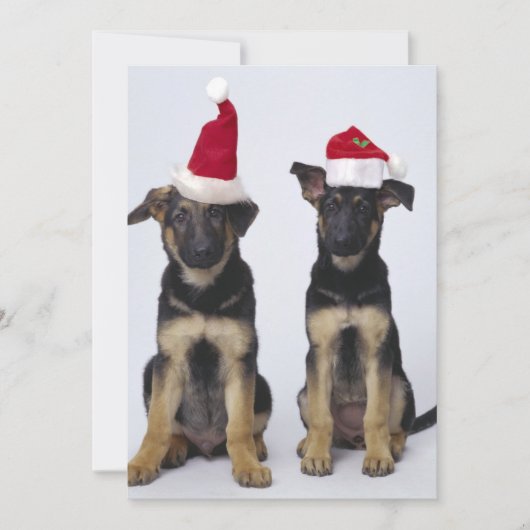 Puppies met kerstmutsen feestdagenkaart (Voorkant)