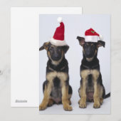 Puppies met kerstmutsen feestdagenkaart (Voorkant / Achterkant)