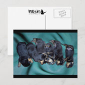 puppies met rottweiler briefkaart (Voorkant / Achterkant)