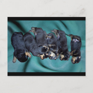 puppies met rottweiler briefkaart