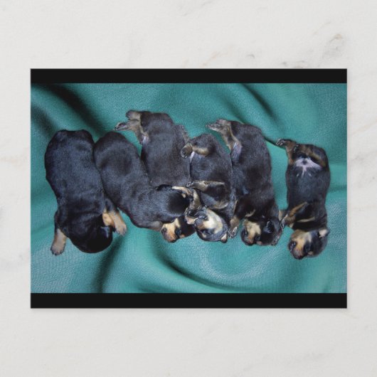 puppies met rottweiler briefkaart (Voorkant)