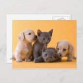 Puppies met Russische blauwe kittens en dachshund Briefkaart (Voorkant / Achterkant)
