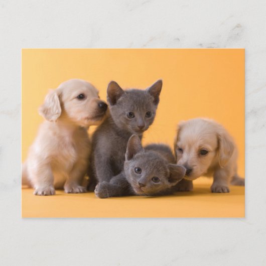 Puppies met Russische blauwe kittens en dachshund Briefkaart (Voorkant)