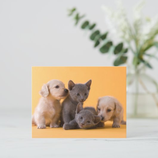 Puppies met Russische blauwe kittens en dachshund Briefkaart (Staand voorkant)