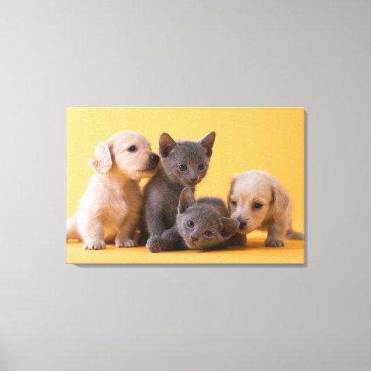 Puppies met Russische blauwe kittens en dachshund Canvas Afdruk (Voorkant)