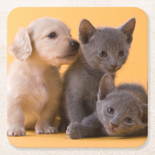 Puppies met Russische blauwe kittens en dachshund Kartonnen Onderzetters (Voorkant)