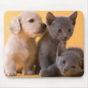 Puppies met Russische blauwe kittens en dachshund Muismat