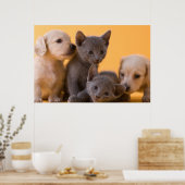 Puppies met Russische blauwe kittens en dachshund Poster (Keuken)