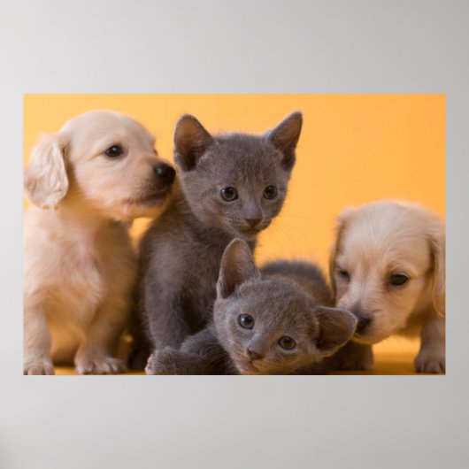 Puppies met Russische blauwe kittens en dachshund Poster (Voorkant)