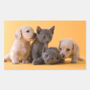 Puppies met Russische blauwe kittens en dachshund Rechthoekige Sticker