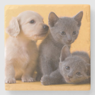 Puppies met Russische blauwe kittens en dachshund Stenen Onderzetter