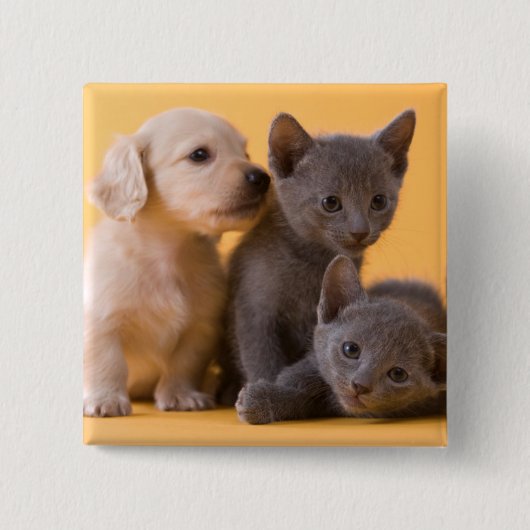 Puppies met Russische blauwe kittens en dachshund Vierkante Button 5,1 Cm (Voorkant)